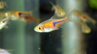 Lamb Chop Rasbora Trigonostigma espeiSpecies Spotlight [upl. by Lawtun499]