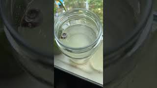 Update on the daphnia culture day 10 life is thriving aquarium freshwaterfishtank fish walstad [upl. by Schilling]