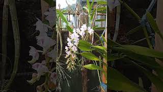 ORCHIDS Aerides lawrenceae [upl. by Boucher657]