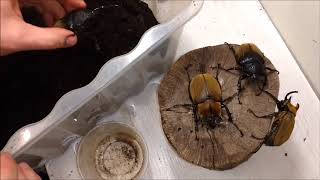 Another monster elephant beetle Megasoma typhon gyas porioni fresh adults are waking up [upl. by Yenahc154]