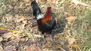 Decrowed Bantam Rooster before and afterwmv [upl. by Aihsram630]