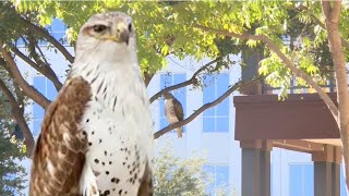 Spotted A Ferruginous Hawk Drinking Coffee HAWKS are Symbols of Strength Grace Power and Freedom [upl. by Eilrebma448]