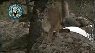 Mountain Lion With Audio [upl. by Rene531]