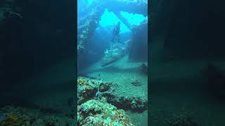 Monster BATFISH USAT LIBERTY nature wildlife natgeowild fyp video viralvideo viralshorts [upl. by Bordy]