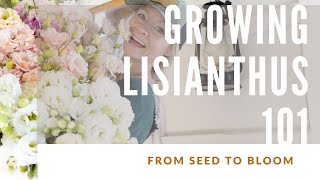 HOW TO GROW LISIANTHUS [upl. by Yenroc415]