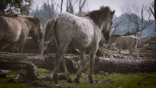 The Koniks horses in Oostvaardersplassen  4K [upl. by Yenroc]