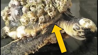 Rescuing Sea Turtles from Barnacles – A Heartfelt Mission  part 3 [upl. by Baillieu896]