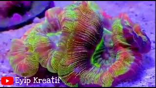 Trachyphyllia coral [upl. by Palermo]