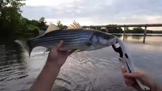 Stripers Every Cast Gaston Bridge Roanoke river Weldon NC Rockfish Capital of the world [upl. by Nuahsel]