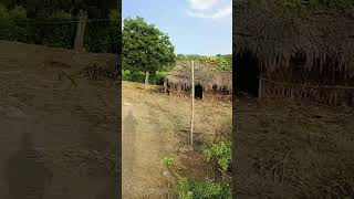 Hamiri Kutiya village weather song [upl. by Calen]