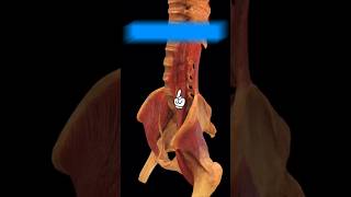 Psoas Major Muscle Function youtube youtubeshorts ytshorts anatomy [upl. by Kra]