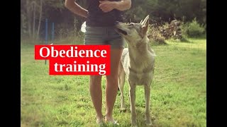 Entrainement Obéissance avec notre chienloup tchécoslovaque  LOrée du Loup [upl. by Aylad]