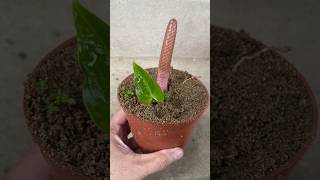 Propagating Anthurium flowers from pistils [upl. by Lorrac204]