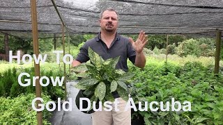 How to Grow Gold Dust Aucuba with detailed description [upl. by Yednil458]