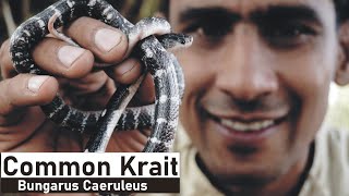 Common Krait Sangchoor Snake Az information Hindi [upl. by Elleoj425]