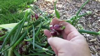 walking onion seed harvest lawn and garden [upl. by Ennaillij]