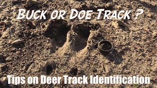 How to ID Deer Tracks [upl. by Adnolehs510]