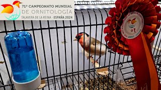 25000 uccelli 🐦🤯🫨 71° Campionato Mondiale di Ornitologia 2024  Talavera de la Reina Spagna 🇪🇸 [upl. by Rorry]