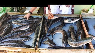 உயிருடன் இருக்கும் VIRAL Fish Shop  Trichy  Best Cutting Skill Ever  HAKUNA MATATA TAMIL [upl. by Anirac670]