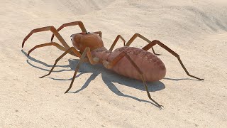 Solifugae or Camel Spider [upl. by Tobye]