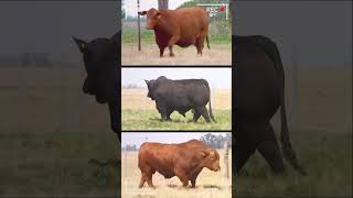 🔴 BRANGUS CATTLE Breed ✅ brangus bulls cows [upl. by Aciretehs]