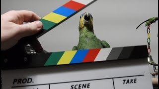 Gabby Orange Winged Amazon Parrot begging for subscribers extra footage [upl. by Eelessej]