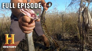 Giant Anacondas Overrun the Everglades  Swamp People Serpent Invasion  Full Episode  History [upl. by Yrral390]