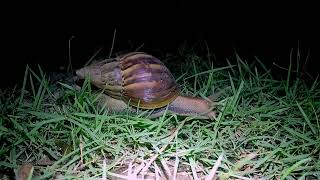 Lissachatina fulica African Giant Snail [upl. by Eybbob]