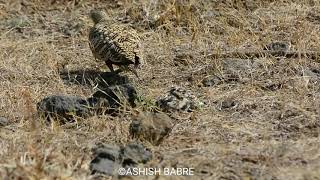 CareChestnut bellied sandgrouse Chicks sucking water from belly feathers [upl. by Cale]