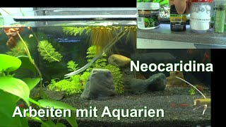 Neocaridina Zwerggarnelen praktische Aquaristik mit Garnelen im Aquarium arbeiten [upl. by Habas]