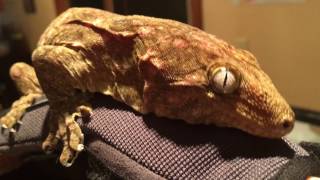 Leachianus Gecko Giant New Caledonian [upl. by Nafis]