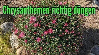 Chrysanthemen richtig düngen  Wie oft und womit Düngen [upl. by Mali]