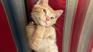 10 Minutes of Adorable cats and kittens videos to Keep You Smiling 🐱 [upl. by Bullock]