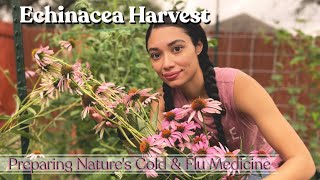 Growing Harvesting Echinacea amp Using It For Medicine  Herbalism 101 [upl. by Aible700]