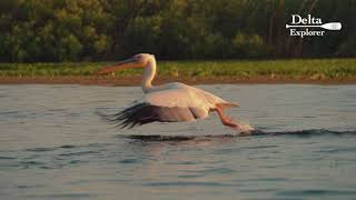 Great White Pelicans Pelecanus onocratalus takeof in slow motion Danube Delta Romania [upl. by Ulphiah670]