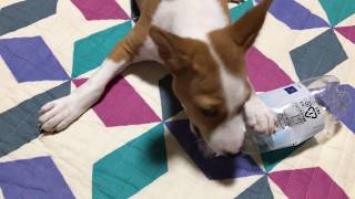 バセンジーの子犬（満２か月）がやってきた！Basenji came [upl. by Harmon991]