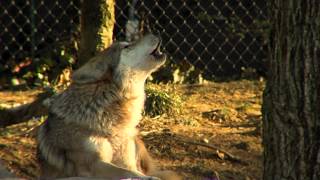 Mexican Wolves Howling  Cincinnati Zoo [upl. by Gale]