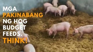 Mga Pakinabang ng Hog Budget Feeds THINK [upl. by Naimaj466]