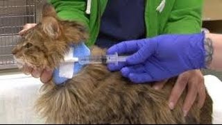 Esophagostomy tube use in Cats [upl. by Inahet834]