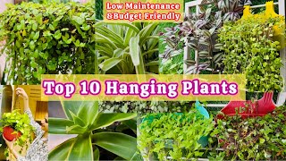 Top 10 Hanging Plants  Indoor amp Outdoor  Gardening Ideas  homedecor [upl. by Nueovas]