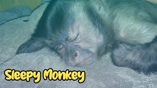 Ever Seen A Monkey Sleep  TOO CUTE 🥺 [upl. by Aimo249]