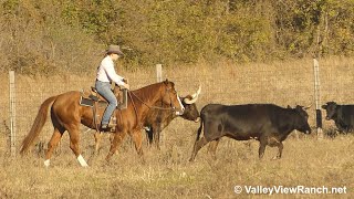 Talkinabouttheshow  checkingworking cows  ValleyViewRanchnet [upl. by Airogerg]