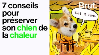 7 conseils pour préserver son chien de la chaleur [upl. by Wong]