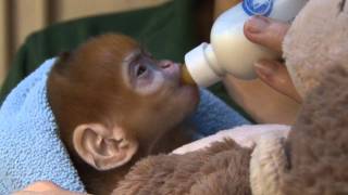 Cute ginger monkey born at ZSL London Zoo [upl. by Cello]