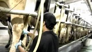 GEA Farm Technologies  SwingOver Milking Parlor System [upl. by Ahsrats]