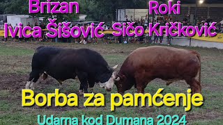 Brizan od ŠišovićaRoki od Kričkovića korida kod Dumana 2024 udarna borba [upl. by Kepner56]