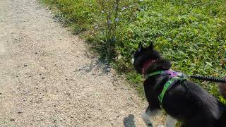 Husky besucht die Heuneburg 💙  🐺 Husky Goraidh 🐾 [upl. by Tloh]