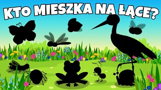 🐝 Zwierzęta na Łące  Film edukacyjny dla dzieci  Kto mieszka na łące 🐝 [upl. by Paresh]