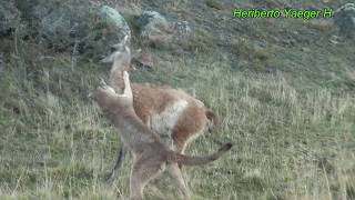 Puma cazando a un guanaco  Torres del Paine [upl. by Hnahc]