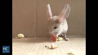 Rare longeared jerboa visits Xinjiang hotel [upl. by Alekin]